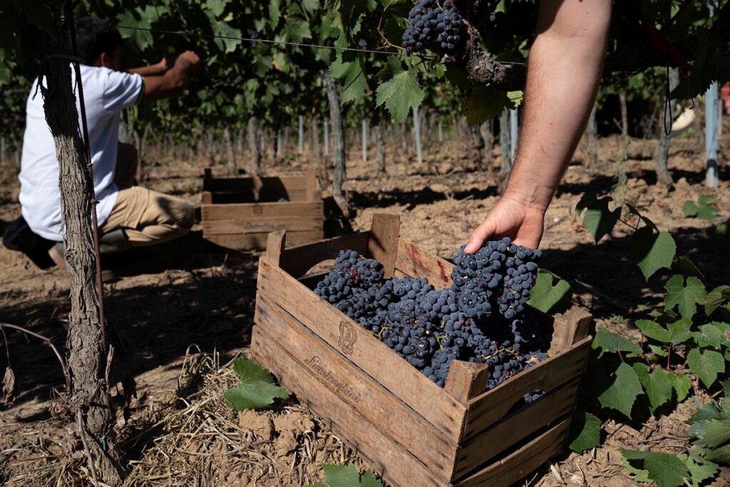 grape harvesting at Umbria Italian wine region
