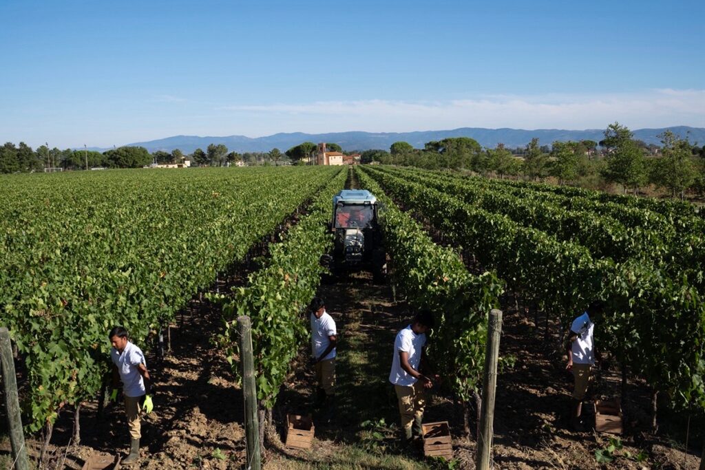 Grape harvesting at the Lamborghini Wines vineyard