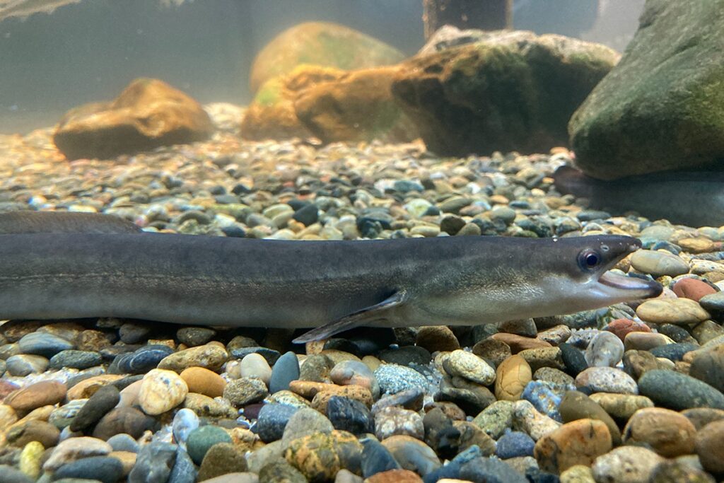 Japanese unagi eel