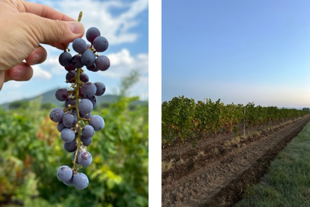 life in the vineyard
